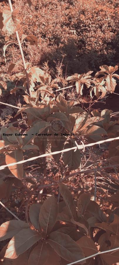 Chácara, 7 hectares - Foto 21